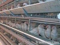 https://ar.tradekey.com/product_view/Alternative-System-For-Laying-Hens-Housing-baltica--3804195.html