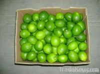 Persian Lime / Limón Persa