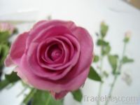 https://www.tradekey.com/product_view/Assorted-Roses-4177731.html