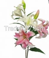 70cm Hot sell display flower real touch non-polluting artificial pu lily flower for home and garden wedding decoration