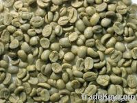 https://www.tradekey.com/product_view/Arabica-Coffee-Bean-Importers-arabica-Coffee-Bean-Buyers-arabica-Coffee-Bean-Importer-buy-Arabica-Coffee-Bean-arabica-Coffee-Bean-Buyer--4865229.html