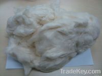 Pnemufil Cotton waste