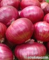 Red Onion