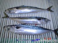 ATLANTIC MACKEREL