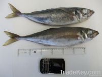 HORSE MACKEREL