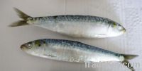 SARDINE