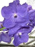 vanda orchid