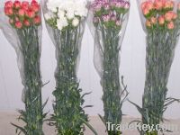 https://www.tradekey.com/product_view/Carnation-From-Portugal-3842099.html
