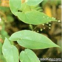 Epimedium Extract Icariin