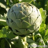 Artichoke Extract Caffeoylquinic acids