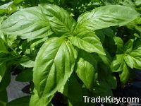 Sweet Basil