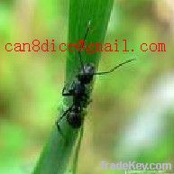 https://www.tradekey.com/product_view/Ant-Extract-3989044.html