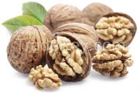 Walnuts in shell or kernel so good quality and cheap price