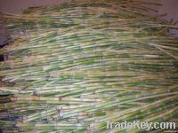 Fresh sugarcane stems suppliers egypt, Fresh sugarcane stalks for juice