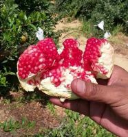 Fresh pomegranate suppliers , Egyptian fresh pomegranate , fresh pomegranate farms 
