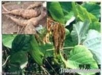 supply Pueraria P.E, puerarin, Pueraria Flavonid,