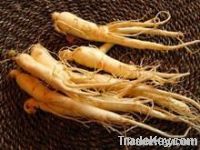 Ginseng P.E, 20%-80%Panaxoside