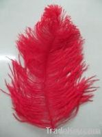 Ostrich Feather