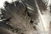 https://ar.tradekey.com/product_view/Natural-Ostrich-Feather-3869025.html