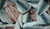 Frozen mackerel fillet