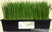 Fresh Wheatgrass Trays