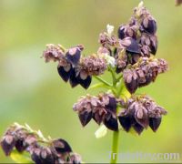 China roasted buckwheat