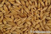 FEED BARLEY