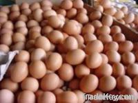 Chicken Table Eggs