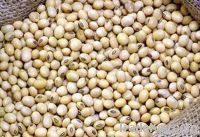 soybean meal