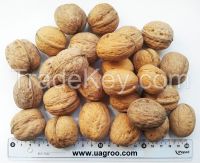 walnuts in shell , walnut kernels from Ukraine