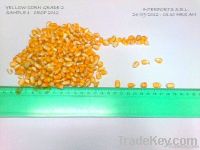 Yellow Corn Animal Feed