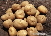 Green Food Fresh Potatoes