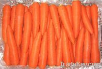 https://www.tradekey.com/product_view/2012-Crop-Fresh-Carrot-3897058.html