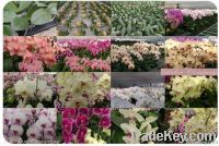 Orchid pland /phalaenopsis