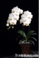 Orchid pland /phalaenopsis
