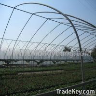 Vegetable Greenhouse for lettuce