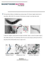 Magnetosome bacteria