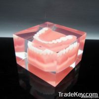 Acrylic Resin Artificial Teeth Block Paperweight Factory