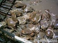 live mud crab