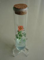 Finger rose(mini plant,pet tree,pet plant)