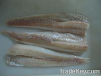 Alaska pollock fillets (Theragra chalcogramma)