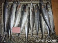 Spanish mackerel(Scomberomorus niphonius)