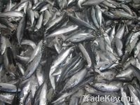 pacific mackerel(Scomber japonicus)