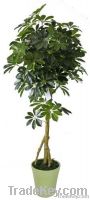 Schefflera tree
