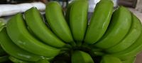 Philippine Fresh Cavendish Banana