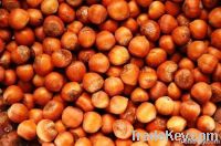 hazelnuts