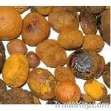 Ox Gallstones