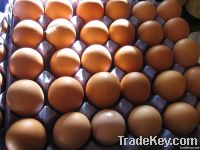 fresh table eggs