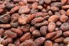 Forastero cocoa beans