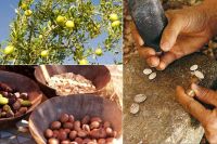 Argan oil